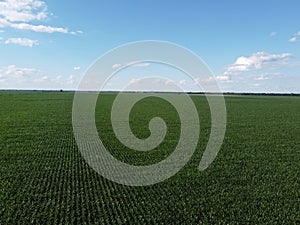 Huge cornfield on a sunny summer day, aerial view. Blue sky over green farm field, landscape
