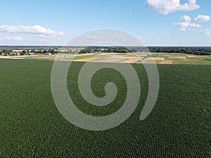 Huge cornfield on a sunny summer day, aerial view. Blue sky over green farm field, landscape