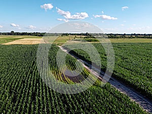 Huge cornfield on a sunny summer day, aerial view. Blue sky over green farm field, landscape