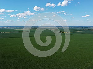 Huge cornfield on a sunny summer day, aerial view. Blue sky over green farm field, landscape