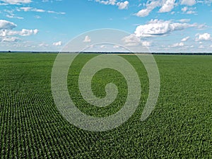 Huge cornfield on a sunny summer day, aerial view. Blue sky over green farm field, landscape