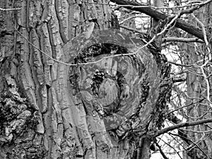 Huge Cottonwood Burl