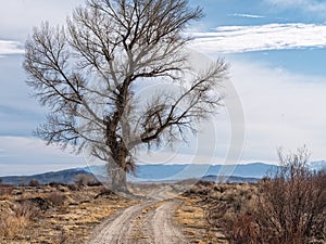 Huge Cottonwood Tree photo