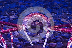 Huge crab photo