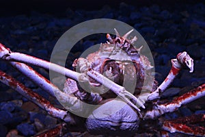 Huge crab in Lisbon Oceanario photo
