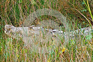 Huge crocodile hiding in the grass