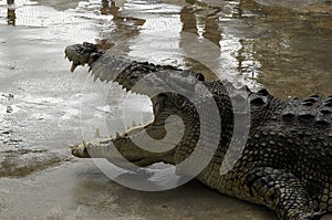 A huge crocodile with open mouth ready to bite prey