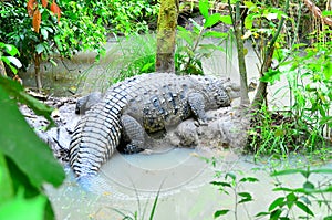 Enormous crocodile Belize Zoo photo