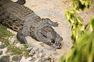 A huge crocodile on the white sand in the zoo.