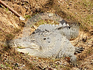 A huge crocodile in a zoo