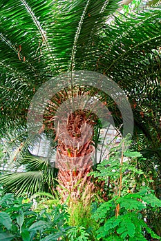 Huge crown of a large palm tree, view from below.