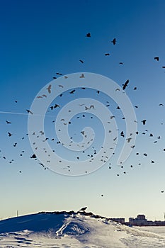 Huge crows flock persecution a Northern Goshawk