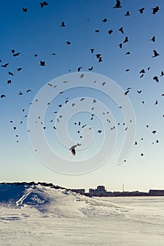 Huge crows flock persecution a Northern Goshawk