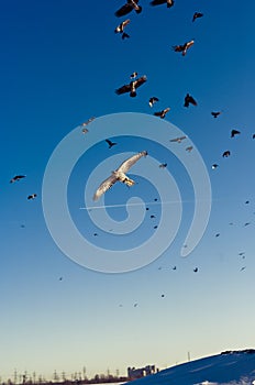 Huge crows flock persecution a Northern Goshawk