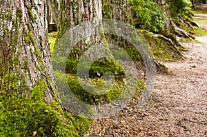 Huge cryptomeria trees