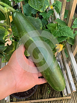 Huge cucumber