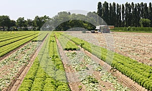 Huge cultivated field