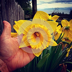 Huge daffodil bloom!