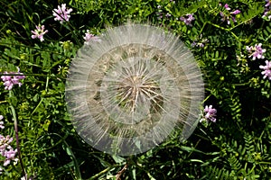 Huge dandelion can be blown away by slightest wind