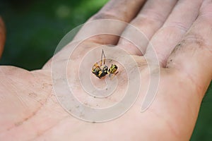 Huge dead wasp in human hand