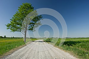 Huge deciduous green tree next to gravel road, horizon and blue sky