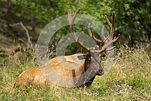 Huge deer sleeps in the grass in nature, zoo or reserve