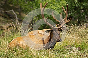 Huge deer sleeps in the grass in nature, zoo or reserve