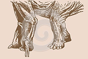 Huge dinosaur diplodocus and small man on sepia background, massive legs of dinosaur ,illustration