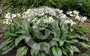 Huge display of Amazon lily flowers