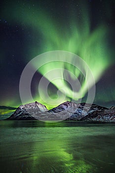 Huge display of green color fill the sky in Lofoten, Norway
