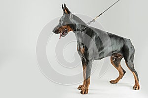 Huge doberman dog standing and looking down while posing