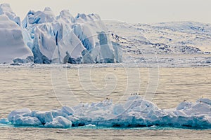 Huge drifting blue icebergs with sitting seagulls at Ilulissat