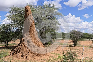 Huge dwelling for termites