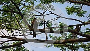 A huge eagle is sitting on a tree branch. An eagle on a blue sky and green background