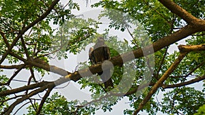 A huge eagle is sitting on a tree branch. An eagle on a blue sky and green background