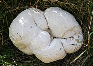 Huge edible and medicinal mushroom Calvatia gigantea