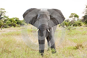 Huge Elephant in beautiful landscape of Botswana
