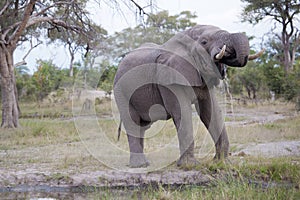 Huge elephant bull