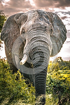 Huge elephant bull faces camera up close in Kruger National Park South Africa