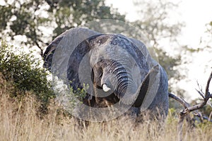 Huge elephant bull South Africa
