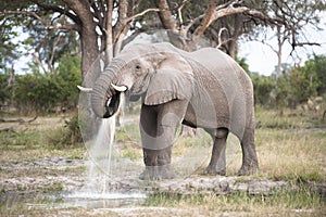 Huge elephant bull takes his oral douche