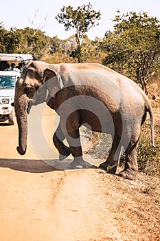 A huge elephant crossing the road right before the jeep full of tourists in Sri Lanka. Close up view captured from a car on a