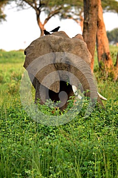 Huge elephant male in Murchison Falls NP, Uganda