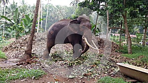Huge elephant with tusks