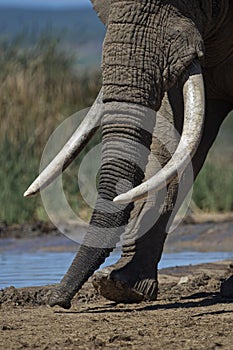 Huge Elephant Tusks