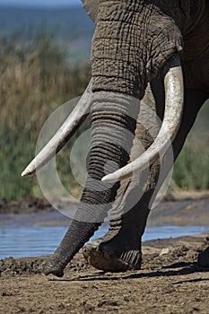Huge Elephant Tusks photo