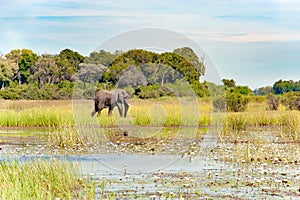 Huge elephant walking through beautiful flooded landscape with flowering waterlilies on Okavango Delta, Botswana