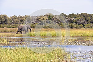 Huge elephant walking through beautiful flooded landscape with flowering waterlilies on Okavango Delta, Botswana