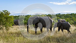 Huge Elephants at Kruger national park South Africa, African Elephant