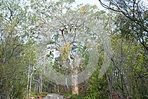 Huge eucalyptus trees in jungle forest Fraser Island, Australia photo